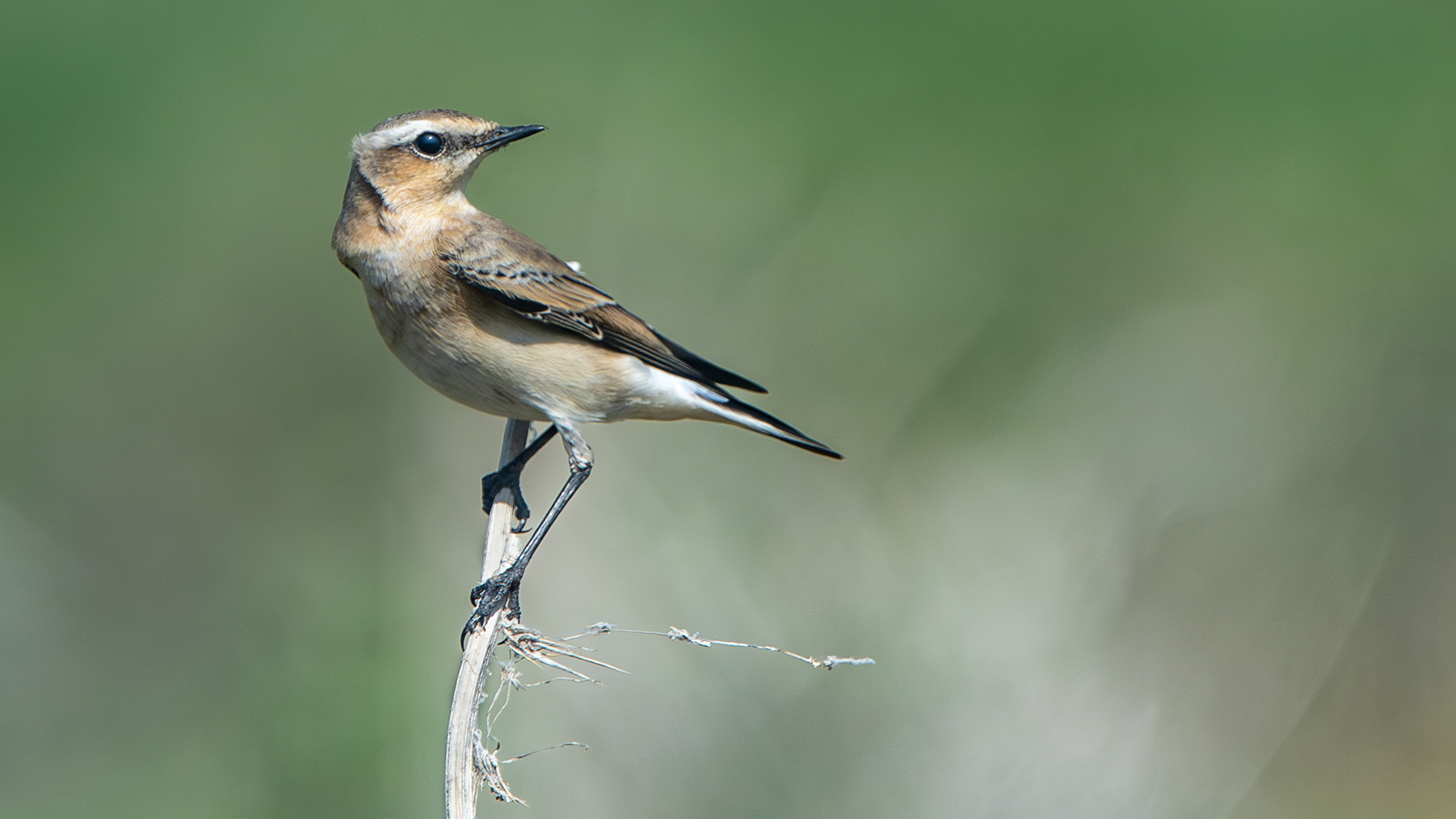 Northern Wheatear